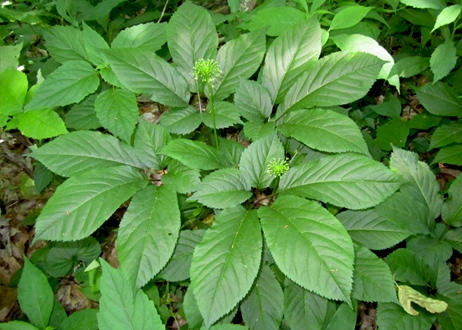 home_image