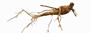 order_root_image